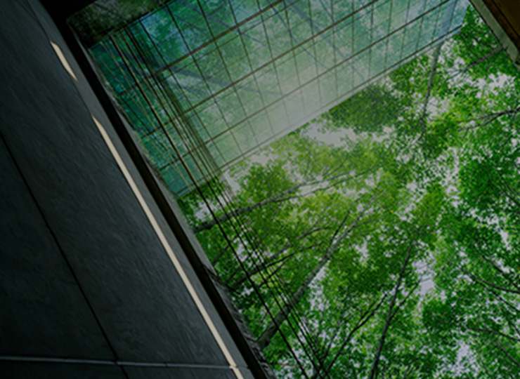 A corporate building skylight looking up into the trees